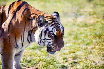 Tiger licking his Nose