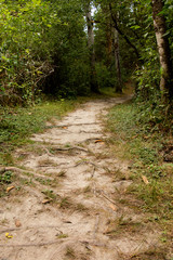 Not very well maintained park hiking trail with tree roots