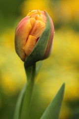 Rozkwitający, różowo-żółty tulipan