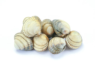 raw cockles in a white background