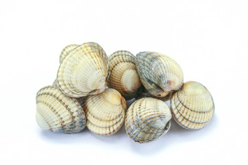raw cockles in a white background