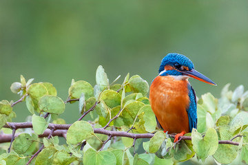  Common Kingfisher (Alcedo atthis), Udawalawe National Park, Sri Lanka