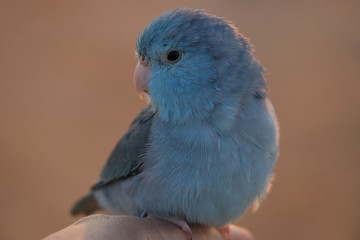 Cute blue parrot perched on the finger