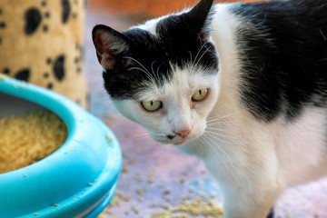 Cat using toilet, cat in litter box. Pooping or urinate. Pooping in clean sand toilet. Cat at home.