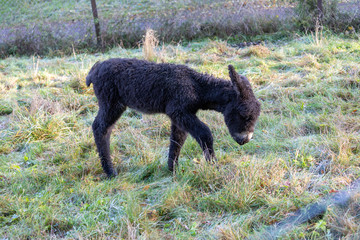 Rare Poitou donkey foal