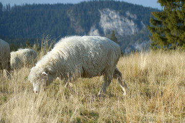 Tary Rusinowa Polana Owca © Ola i Eryk