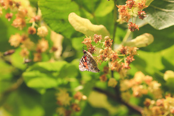 beautiful butterfly sits on a flower in spring