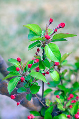 Begonia flowers in the park.