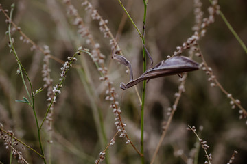 mantis is sitting on the grass in the park