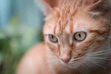 Mirada de gato. macro objetivo. bokeh