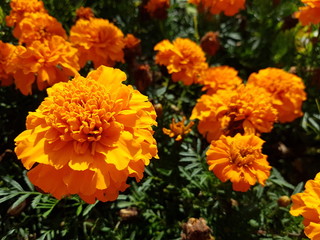 Tagetes is a genus of annual or perennial, mostly herbaceous plants in the sunflower family (Asteraceae).