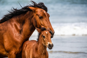 Mare and Colt