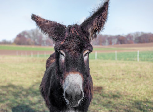 Poitou Donkey (Equus Asinus)