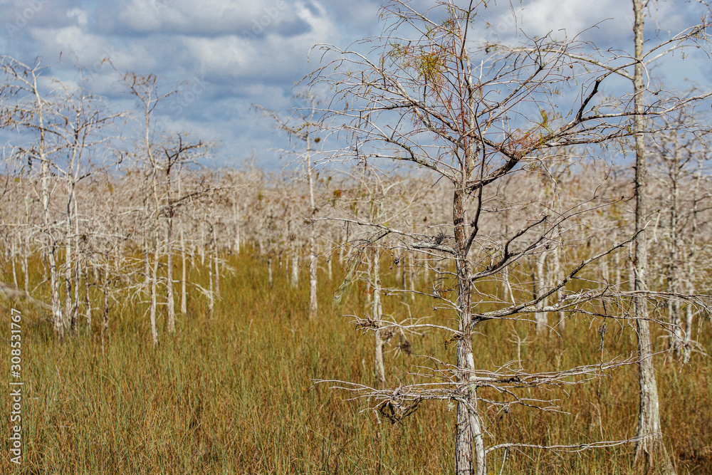 Poster swamp tree