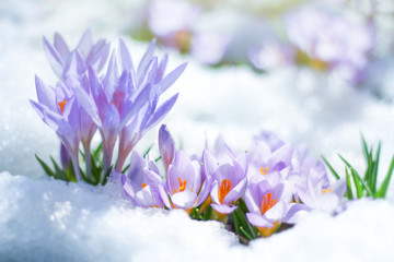 beautiful spring flowers crocuses spring break out from under the snow. the concept of the arrival of spring and the awakening of nature