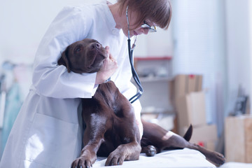 Veterinary examinig dog