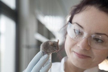 Germany, Research laboratory, Young scientist watching laboratory mouse after treatment