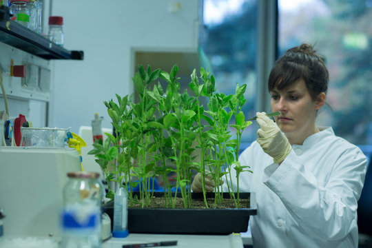 Young Female Biologist Working At Plant Research Labroratory