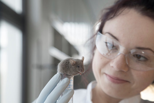 Germany, Research laboratory, Young scientist watching laboratory mouse after treatment