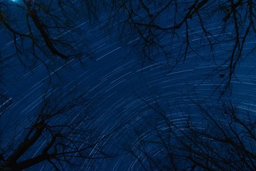 枯れ木と星空（コンポジット撮影）