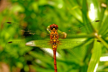 Closeup of a Dragonfly on Green Leaves