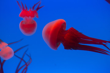 Jelly fish red illumination light in water 