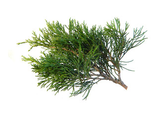thuja branch isolated on white background
