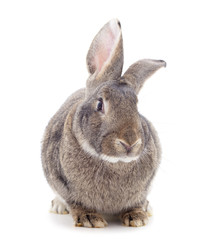 One gray rabbit.