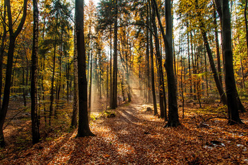 Obraz premium Sächsische Schweiz / Wald
