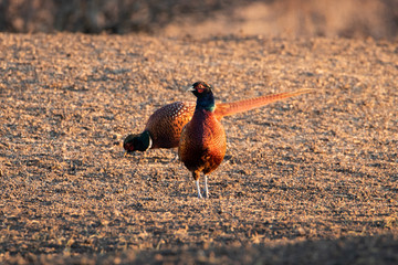 Two pheasants. A bird in the foreground looks into the camera. The second pheasant feeds.