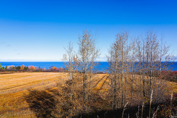 Rural Roadside Landscape View with Yellow Dry Plants in Farm Field and Colorful Trees against crystal St Jean Lake, Blue Sky and Clouds