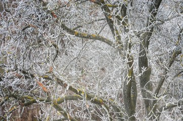 Winter landscape