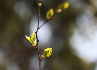 Young Green Leaves in Spring
