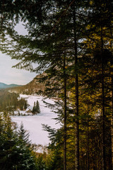 autumn in the forest