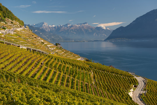 Vineyards of Lavaux at Lake Geneva, Switzerland