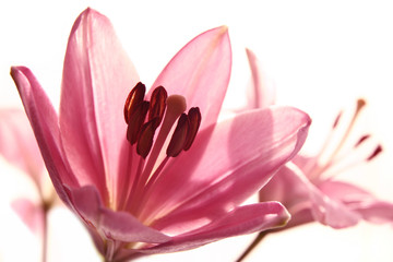 A Pink Lily on a White Background