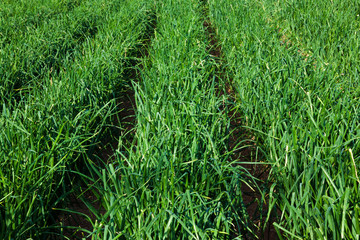 Cultivo de cebollas