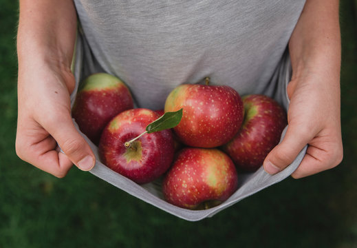 Close up of hands holding edge of shirt that is filled with apples.