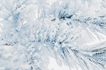 Winter christmas background with spruce branches in hoarfrost
