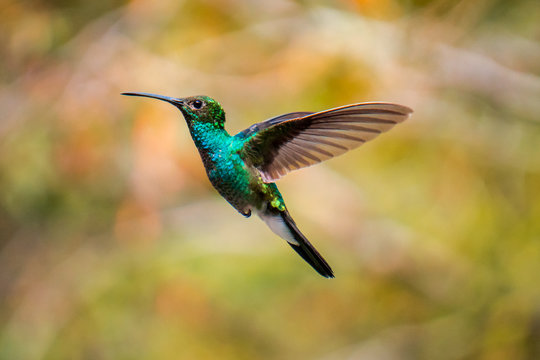 hummingbird flying en the forest