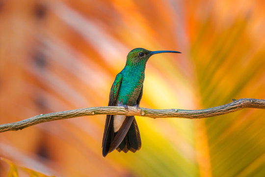 hummingbird flying en the forest