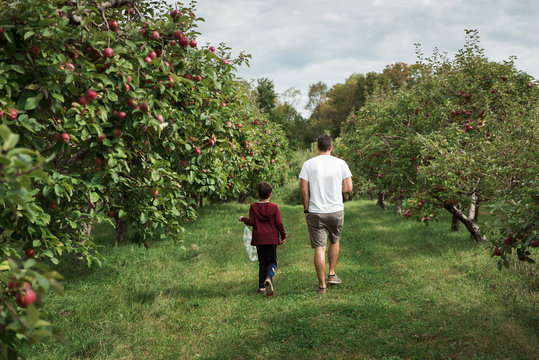 Father and son walking through an apple orchard in the fall together.