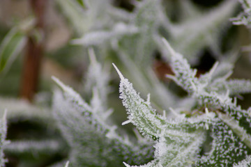 thistle leafs at first frost