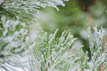 Winter christmas background with spruce branches in hoarfrost and snowflakes