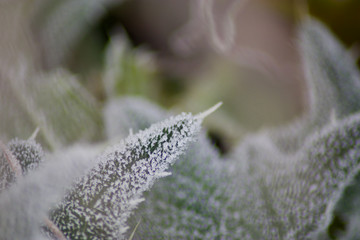 thistle leafs at first frost