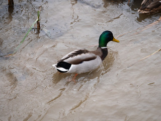 Duck