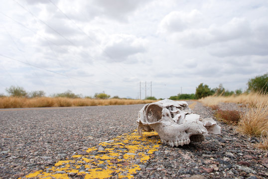 Cow head skeleton over the route and the dry environment