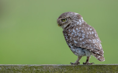 Little Owl Perched