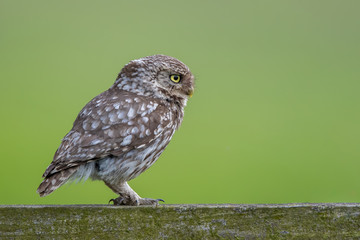 Little Owl Perched