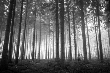 forest in fog